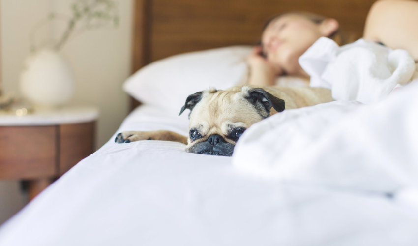 dog in bed with owner